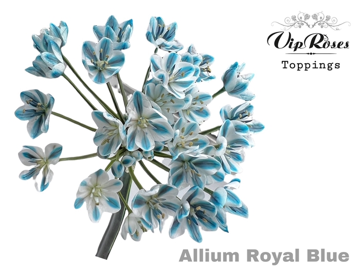 <h4>ALLIUM NEAPOLITANUM ROYAL BLUE L55cm</h4>