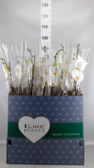 <h4>Phalaenopsis   ...white</h4>