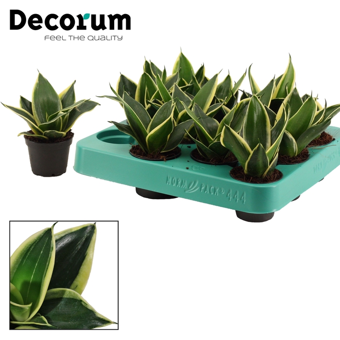 <h4>Sansevieria Hahnii 6 cm Jade Pagoda (Decorum)</h4>