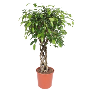 Ficus Exotica