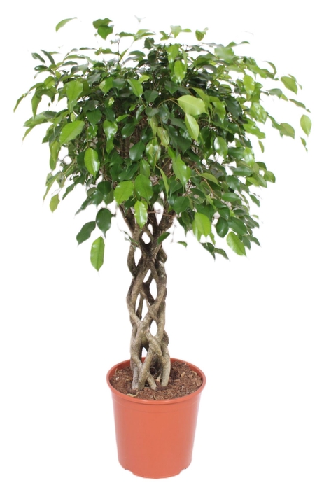 Ficus Exotica