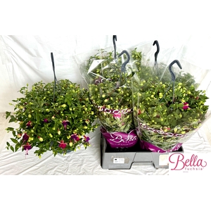 FUCHSIA B F  OLIVIA