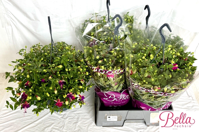 <h4>FUCHSIA B F  OLIVIA</h4>