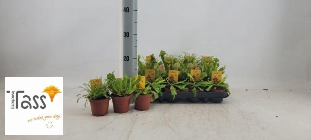 <h4>DIONAEA MUSCIPULA</h4>