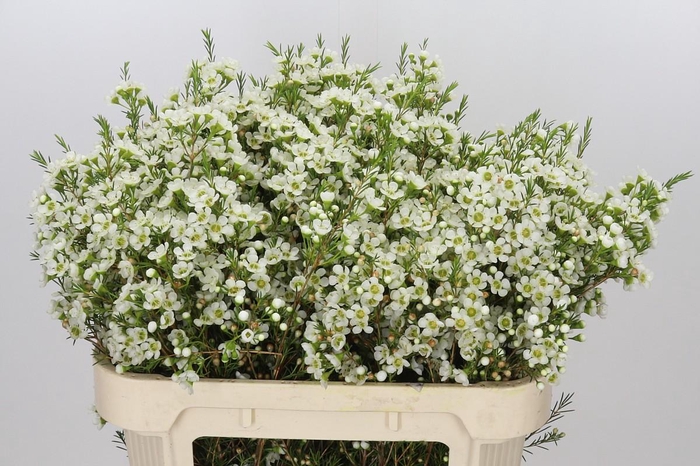 <h4>Chamelaucium Ivory Pearl</h4>