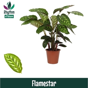 Calathea 19cm Flamestar Rhythm of Nature