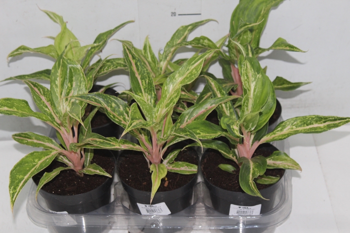 <h4>AGLAONEMA BUTTERFLY P12</h4>