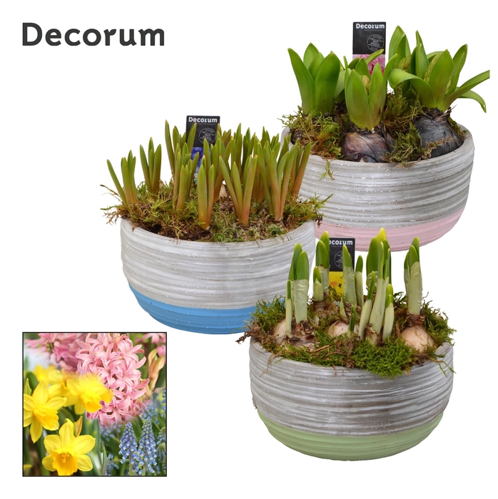 <h4>Bollenmix Pastel Schaal HL19493B</h4>