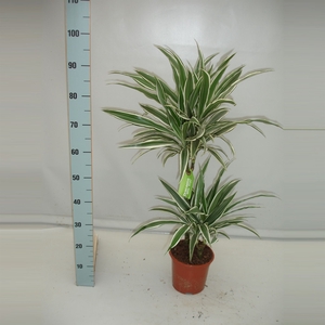 Dracaena fr de 'White Stripe'