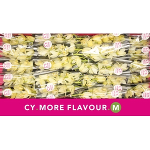 Cymbidium Paddy