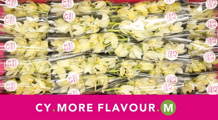 <h4>Cymbidium Paddy</h4>