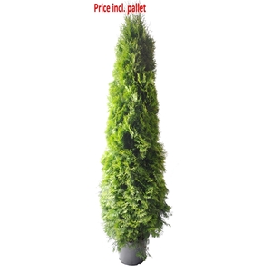 Thuja occ. Smaragd, plantmaat 180-200 cm - Rondgestoken - PALLET