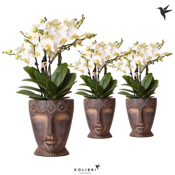 <h4>Kolibri Orchids Phalaenopsis Lausanne 6 spike in Totem mask</h4>