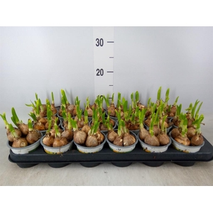 Narcissus  'Tete a tete'