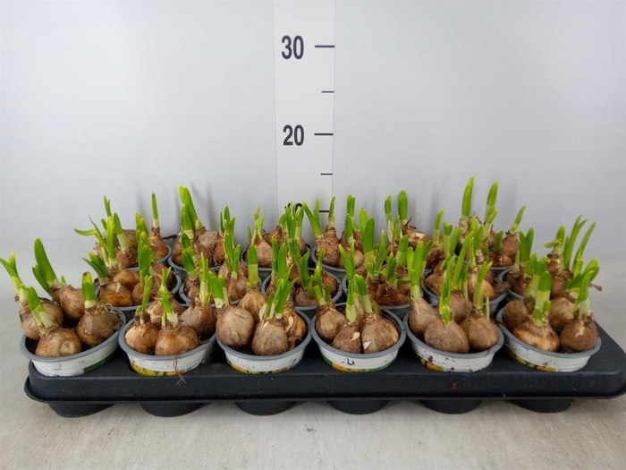 <h4>Narcissus  'Tete a tete'</h4>