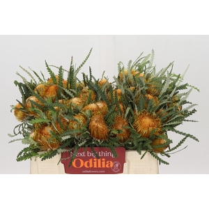 Banksia Dryandra