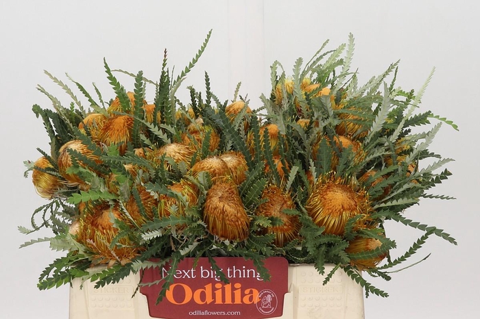 <h4>Banksia Dryandra</h4>