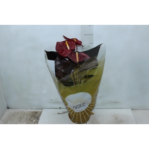 ANTHURIUM DELICATA P17