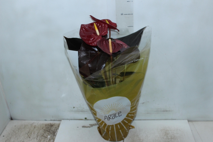 <h4>ANTHURIUM DELICATA P17</h4>