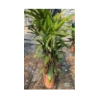 Rhapis excelsa