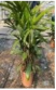 Rhapis excelsa