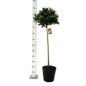 LAU NOBILIS