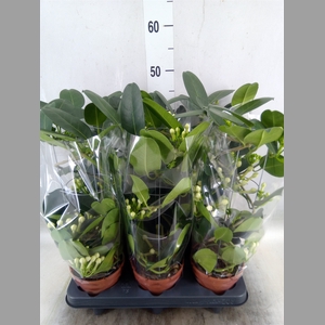 Stephanotis floribunda   ...