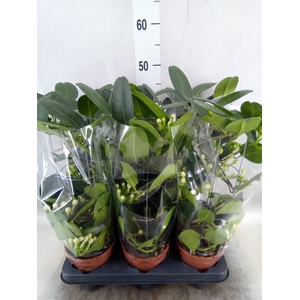 Stephanotis floribunda   ...