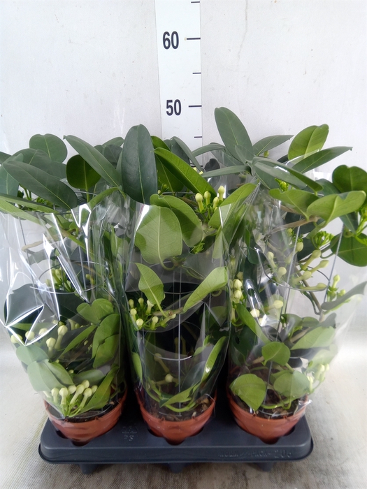 <h4>Stephanotis floribunda   ...</h4>