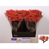 Jatropha P Firecrack