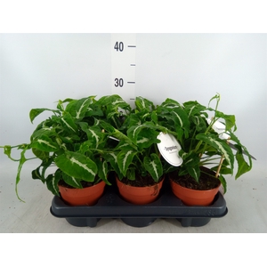 Syngonium   ...