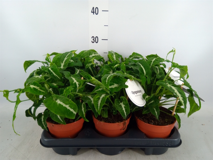 <h4>Syngonium   ...</h4>