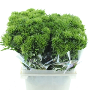 Di Barb Kiwi Mellow Extra