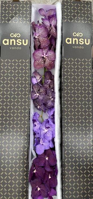 <h4>Vanda Purple mix x4</h4>