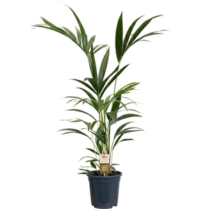 Howea forsteriana (Kentia) 5 pit 100-120cm