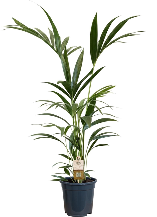 <h4>Howea forsteriana (Kentia) 5 pit 100-120cm</h4>