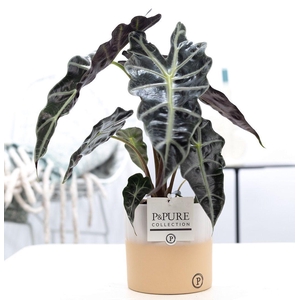Alocasia Polly in P&PURE Rosy ceramics