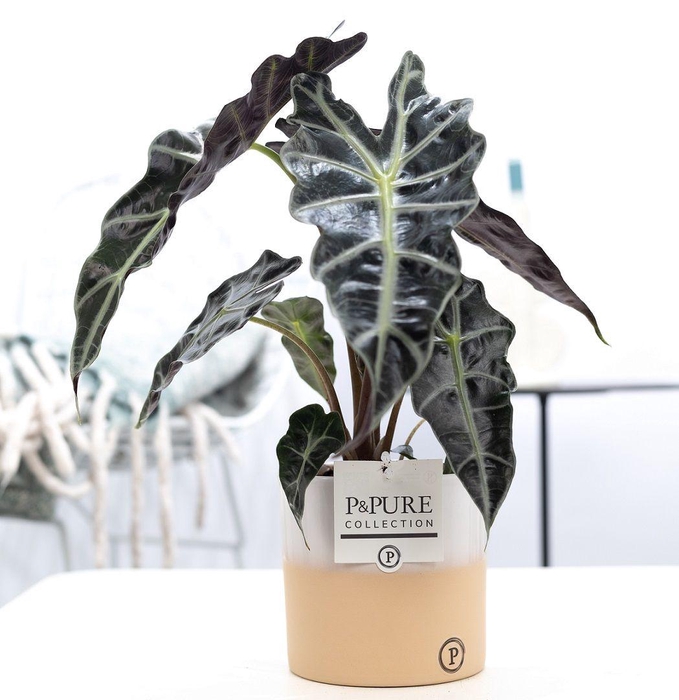 <h4>Alocasia Polly Keramiek Rosy</h4>