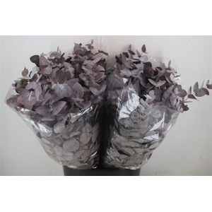 Euca Cinerea Short Red Abs 150gr P Bunch