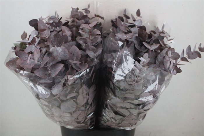 <h4>Euca Cinerea Short Red Abs 150gr P Bunch</h4>