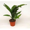 ASPIDISTRA ELATIOR