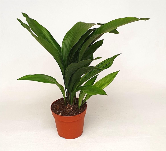 ASPIDISTRA ELATIOR