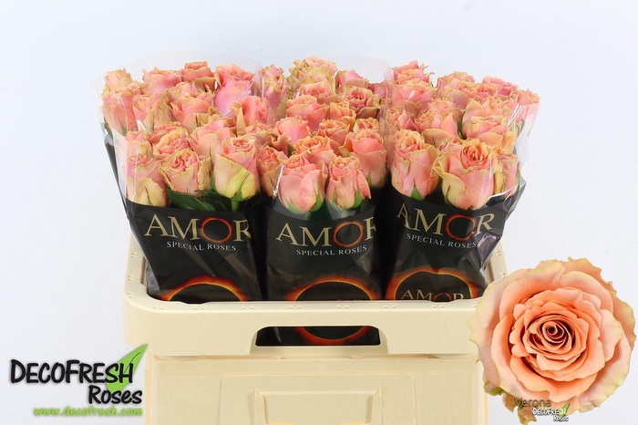 <h4>Rosa GR 'Verona'</h4>