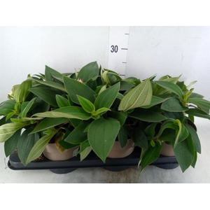 Tibouchina urvilleana 'Rich Blue'