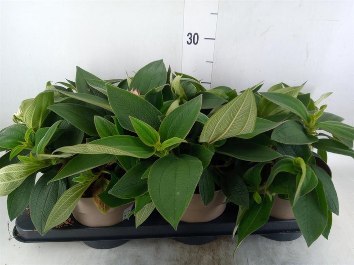 <h4>Tibouchina urvilleana 'Rich Blue'</h4>