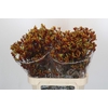 Anigozanthos Gold Fever