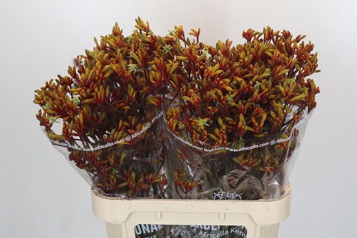 Anigozanthos Gold Fever