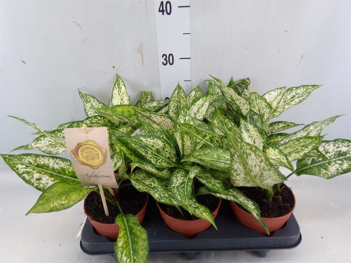 <h4>Aglaonema  'First Diamond'</h4>