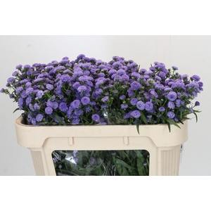 Aster Baby Blue