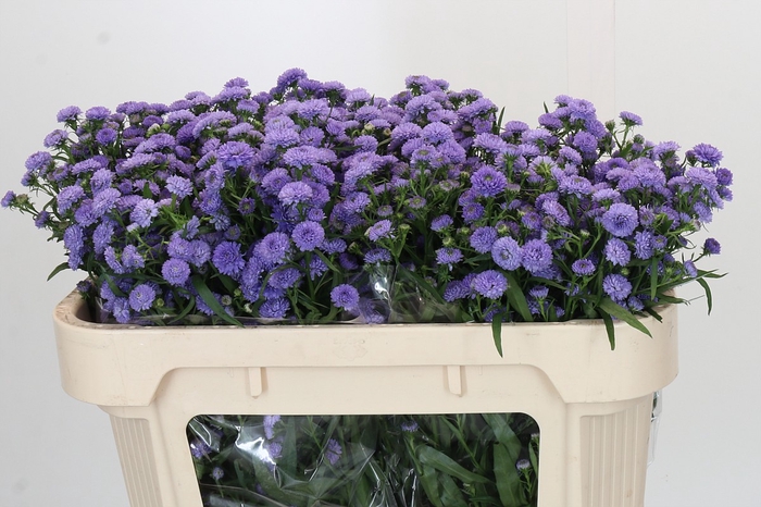 <h4>Aster Baby Blue</h4>